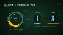 Le cycle cellulaire : la phase S