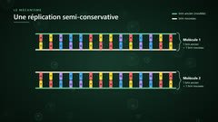 Une réplication semi-conservative