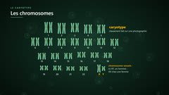 Le caryotype humain