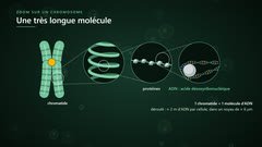 Du chromosome à l’ADN