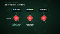Génotype et phénotype : les groupes sanguins