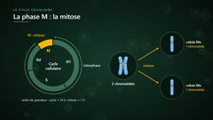 Le cycle cellulaire : la phase M