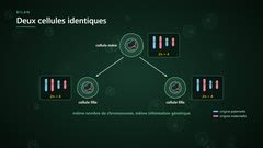 Deux cellules filles identiques