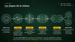 Les étapes de la mitose