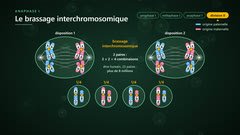 Le brassage interchromosomique