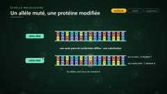 Allèles HbA et HbS : une seule paire de nucléotides diffère