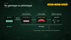 Du génotype au phénotype, de la molécule à l’organisme