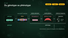 Du génotype au phénotype, de la molécule à l’organisme