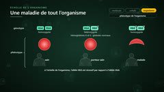 Drépanocytose : génotype et phénotype