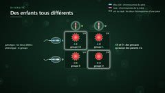 Fécondation et groupes sanguins : l'échiquier de croisement