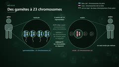 La méiose forme des gamètes à 23 chromosomes