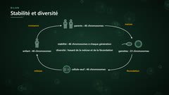 Méiose et fécondation : stabilité et diversité