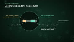 Les gènes qui contrôlent la division cellulaire