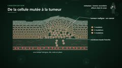 De la cellule mutée à la tumeur maligne