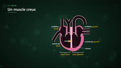 Le cœur : quatre cavités