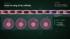 Les échanges entre le sang et les cellules