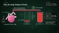 Le débit cardiaque, au repos et à l’effort
