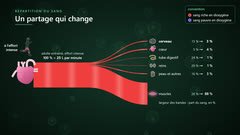 La répartition du sang à l’effort