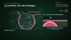 L’alvéole pulmonaire et ses capillaires