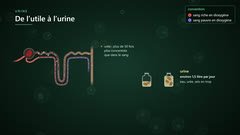 De la filtration à l'urine