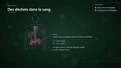 Les reins, en arrière de l'abdomen