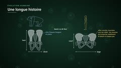 Bassins du chimpanzé et de l'humain