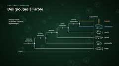 Un arbre de parenté