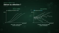 Dérive ou sélection ?
