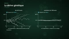 Dérive génétique : petite et grande population