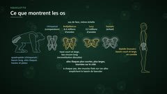 Du bassin du chimpanzé à celui de l'humain