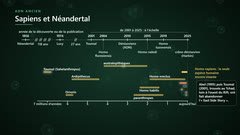 Un buisson d'espèces : Homo sapiens, seule espèce humaine encore vivante