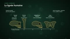 Les plus anciens fossiles de la lignée humaine