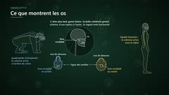 Chimpanzé et humain : colonne vertébrale et trou occipital
