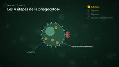 L’adhésion du phagocyte à la bactérie