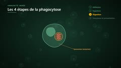 Digestion : les lysosomes fusionnent avec le phagosome