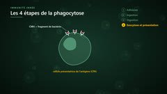 Le macrophage, cellule présentatrice de l’antigène