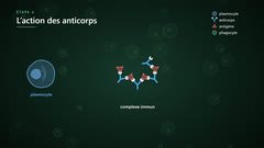 Anticorps et antigène : le complexe immun