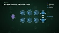 Plasmocytes et LB mémoire