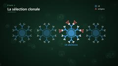 La sélection clonale des LB