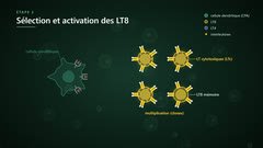 LT cytotoxiques et LT8 mémoire