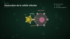 Le LTc détruit la cellule infectée : perforine et granzymes
