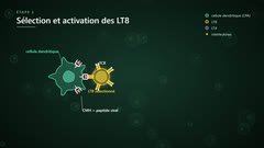 La sélection des LT8 par la cellule dendritique