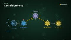 Le LT4, chef d’orchestre de la réponse adaptative