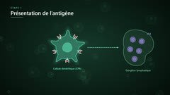 La cellule dendritique migre vers un ganglion lymphatique