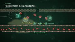 Le recrutement des phagocytes