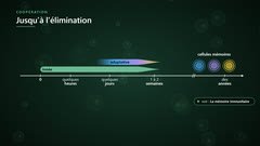 Immunité innée et adaptative : la chronologie
