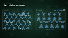 Les cellules mémoires
