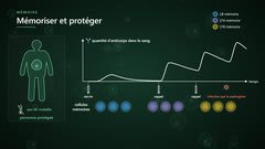 Réponses primaire et secondaire