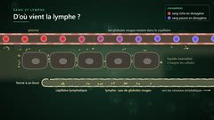 Du plasma à la lymphe