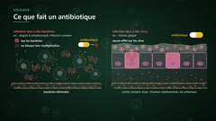Un antibiotique agit sur les bactéries, pas sur les virus